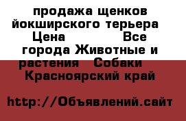 продажа щенков йокширского терьера › Цена ­ 25 000 - Все города Животные и растения » Собаки   . Красноярский край